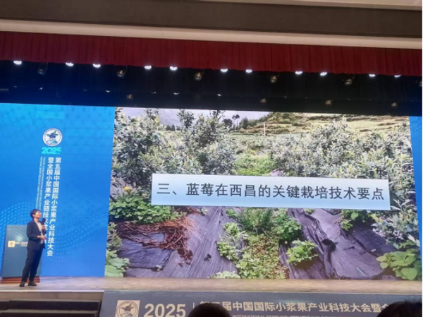 BET体育365投注官网农业科学学院董畅博士在2025年第五届中国国际小浆果产业科技大会上做报告720